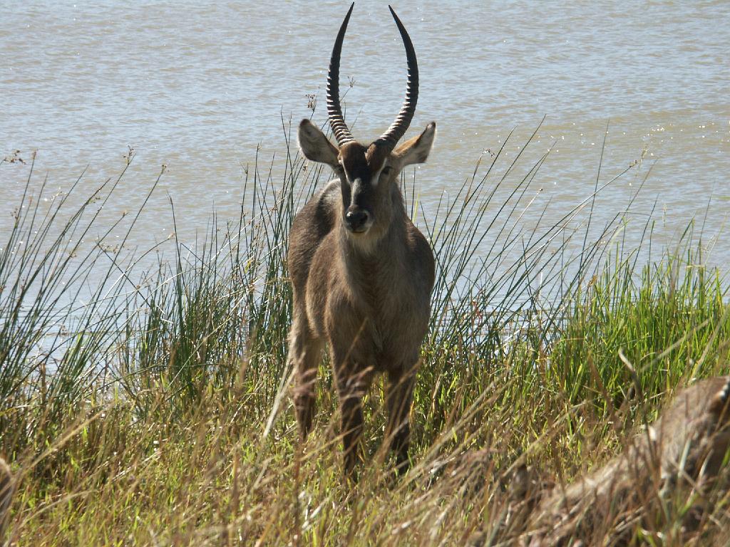 090517_Pilanesberg 132.jpg